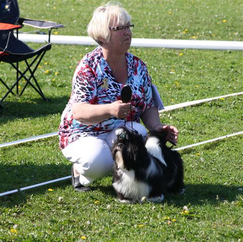 Shih Tzu Danmark